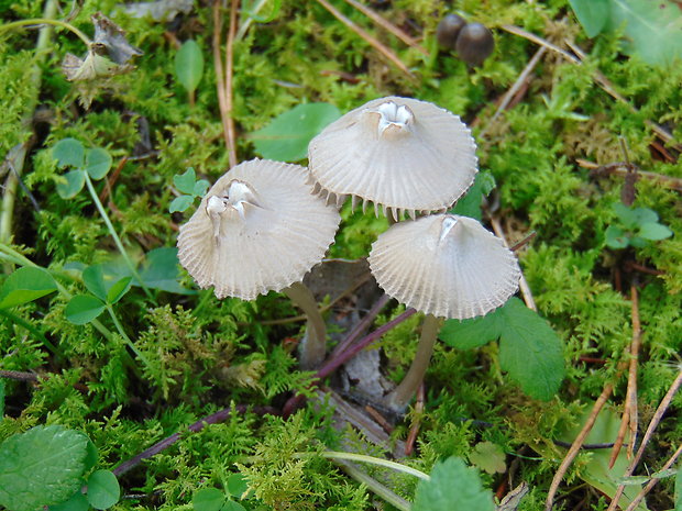 prilbička Mycena sp.