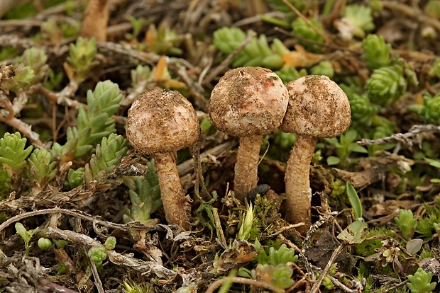 stopkovec zimný Tulostoma brumale Pers.