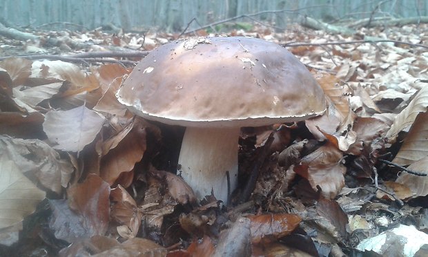 hríb smrekový Boletus edulis Bull.