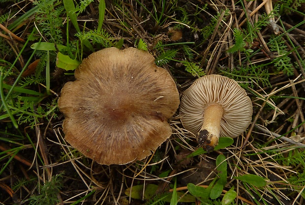 vláknica Inocybe sp.