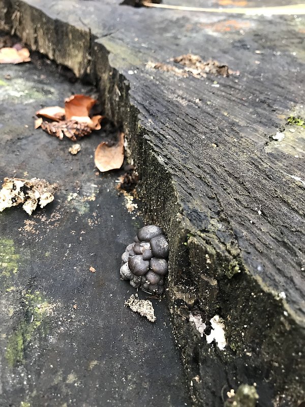 hliva ustricovitá Pleurotus ostreatus (Jacq.) P. Kumm.