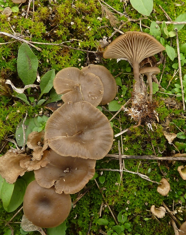 strmulica blednúca Pseudoclitocybe expallens? (Pers.) M.M. Moser