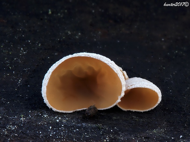 škľabka plstnatá Schizophyllum amplum (Lév.) Nakasone