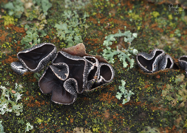 dutinovka Sclerencoelia fraxinicola Baral & Pärtel