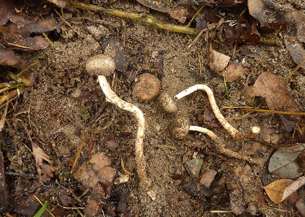 stopkovec vláknitý Tulostoma fimbriatum Fr.