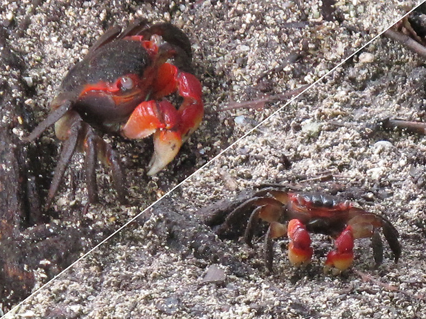 krab Cardisoma carnifex