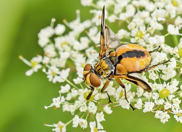 bystruša plochá Ectophasia crassipennis ♂