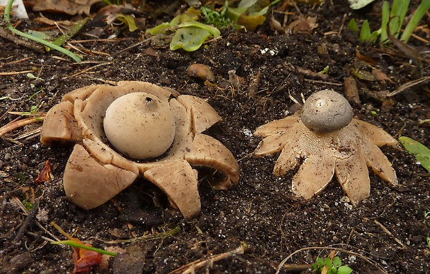 hviezdovky Geastrum coronatum,Geastrum triplex