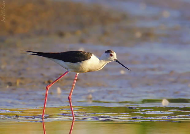 šišila bocianovitá Himantopus himantopus