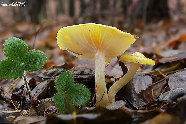 šťavnačka smrekovcová Hygrophorus lucorum Kalchbr.