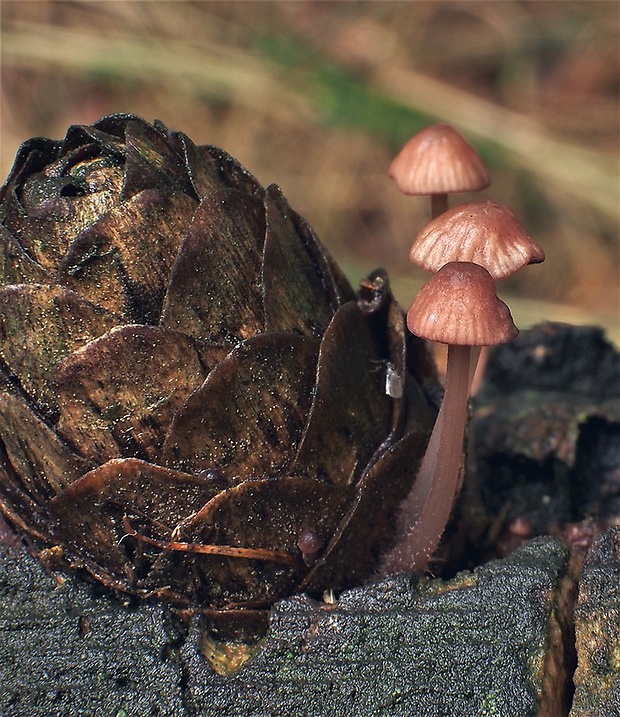 prilbička Mycena sp.