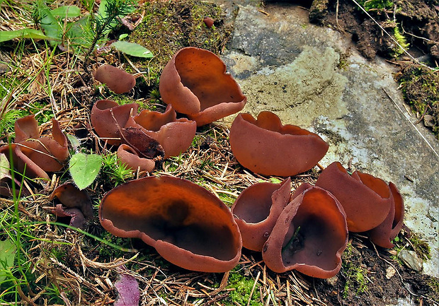 čiaška Peziza sp.