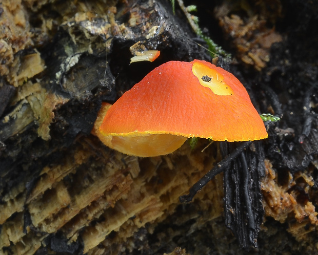 štítovka šarlátová Pluteus aurantiorugosus (Trog) Sacc.