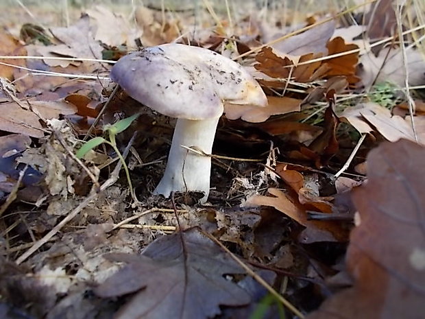 plávka Russula sp.