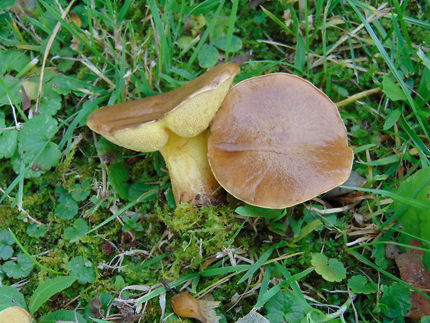 masliak Suillus sp.