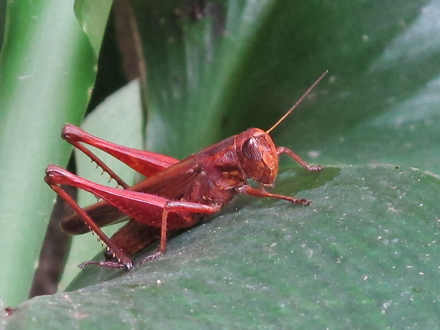 koníky Acridomorpha parvord.