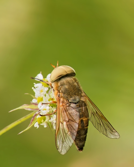 ovad Atylotus rusticus ♂