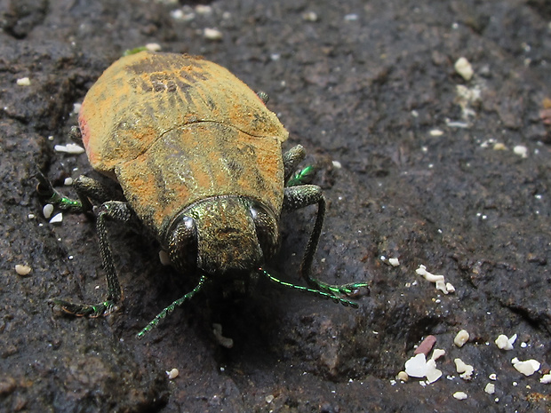 krasoňovité Buprestidae fam.