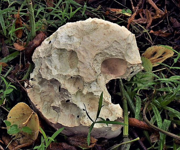 vatovec obrovský Calvatia gigantea (Batsch) Lloyd