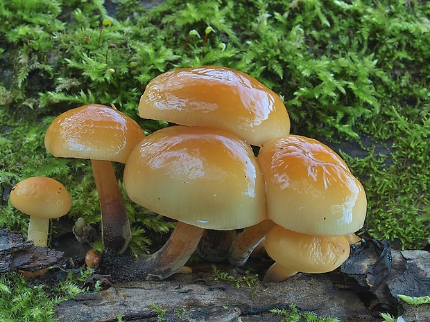 plamienka Flammulina sp.