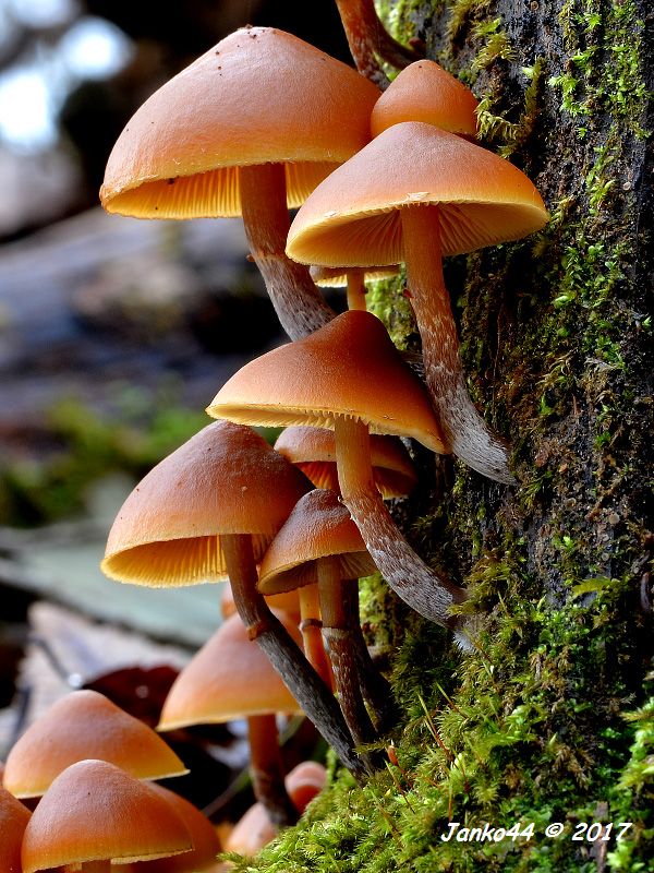 kapucňovka okrovohnedastá Galerina marginata (Batsch) Kühner