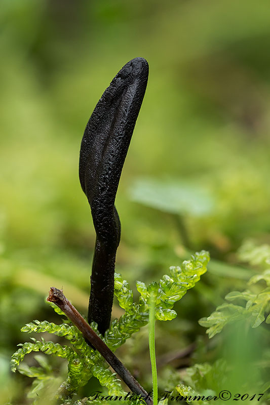 jazýček Geoglossum sp.