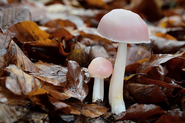 prilbička ružovkastá Mycena rosea Gramberg