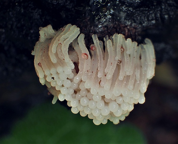 pazderka Stemonitis sp.