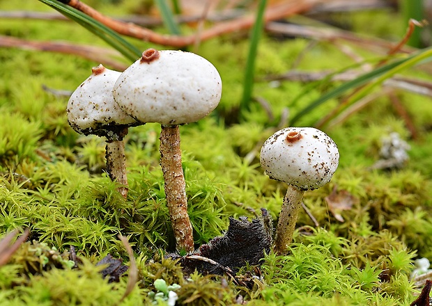 stopkovec zimný Tulostoma brumale Pers.