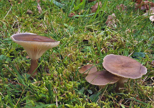 strmuľka kyjakovitá Ampulloclitocybe clavipes (Pers.) Redhead, Lutzoni, Moncalvo & Vilgalys