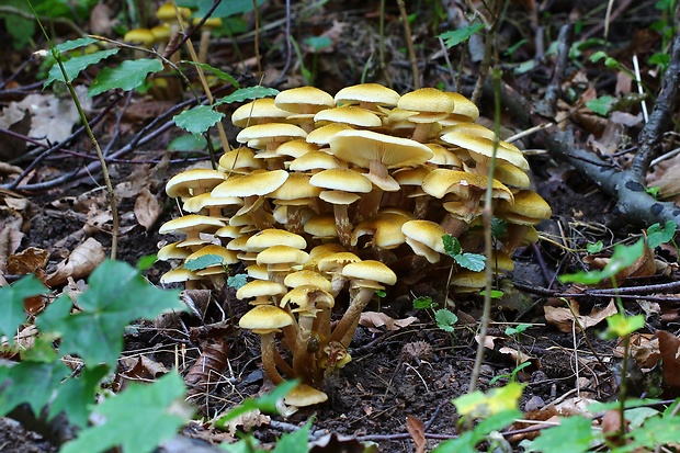 podpňovka obyčajná Armillaria mellea (Vahl) P. Kumm.