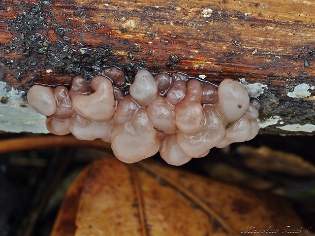 rôsolovka Ascotremella sp.