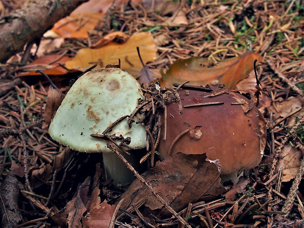 hríb smrekový a muchotrávka citrónovožltá Boletus edulis a amanita citrina Bull.