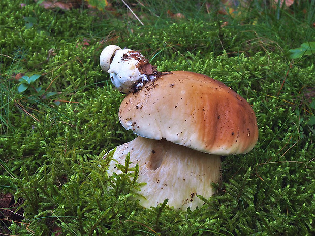 hríb smrekový Boletus edulis Bull.