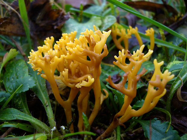 pakonárovka parôžkovitá Clavulinopsis corniculata (Schaeff.) Corner