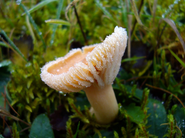 lúčnica statná Cuphophyllus pratensis (Fr.) Bon