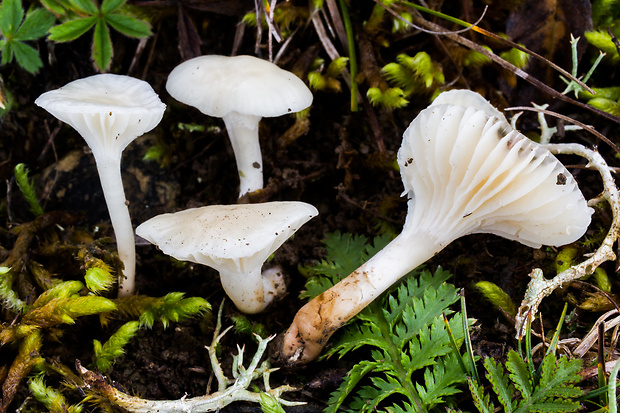 lúčnica snehobiela Cuphophyllus virgineus (Wulfen) Kovalenko