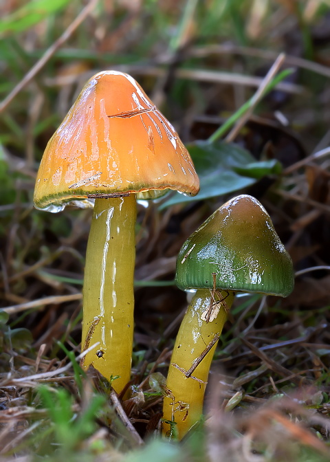 lúčnica žltozelená Gliophorus psittacinus (Schaeff.) Herink