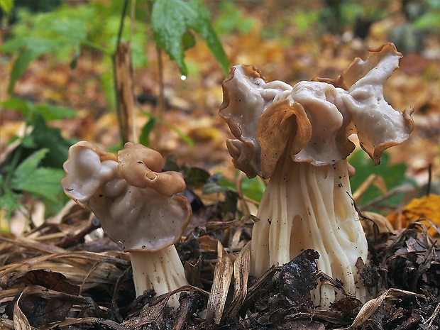 chriapač kučeravý Helvella crispa (Scop.) Fr.