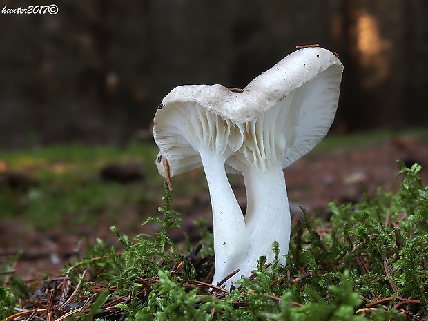 šťavnačka voňavá Hygrophorus agathosmus (Fr.) Fr.