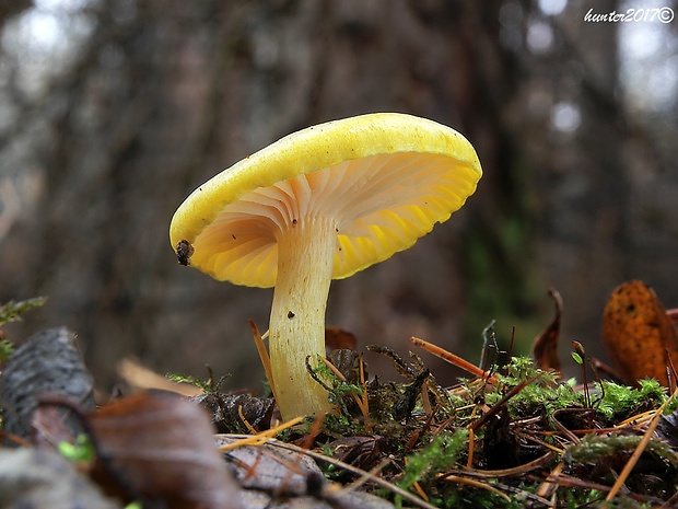 šťavnačka smrekovcová Hygrophorus lucorum Kalchbr.