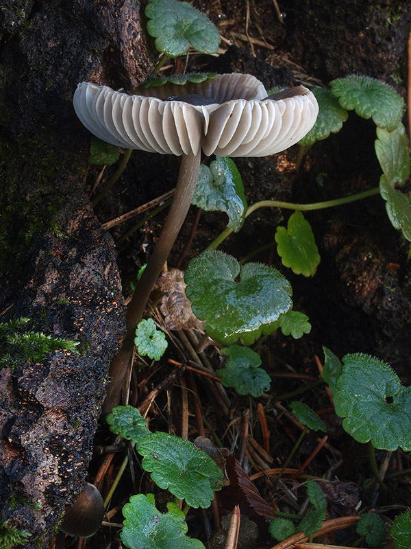 prilbička ryhovaná Mycena polygramma (Bull.) Gray