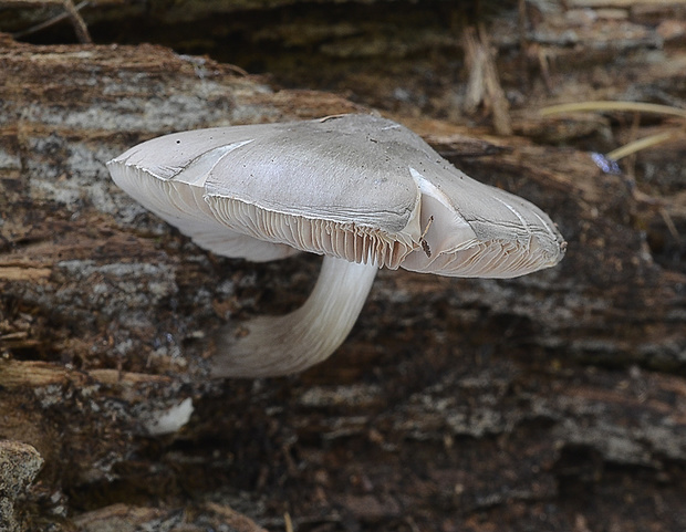 štítovka vŕbová Pluteus salicinus (Pers.) P. Kumm.