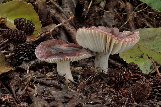 plávka jelšová Russula pumila Rouzeau & F. Massart