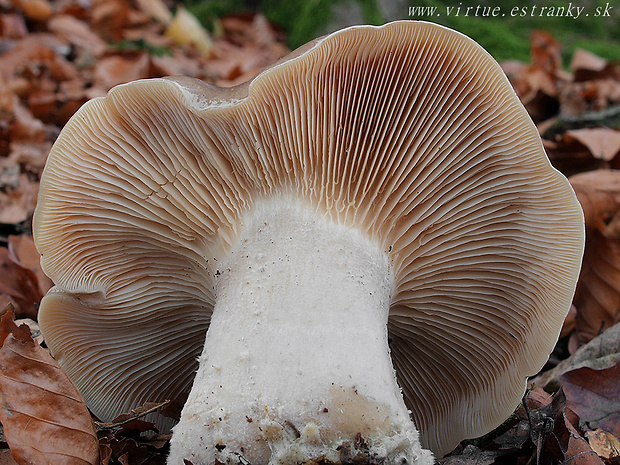 strmuľka inovaťová Clitocybe nebularis (Batsch) P. Kumm.