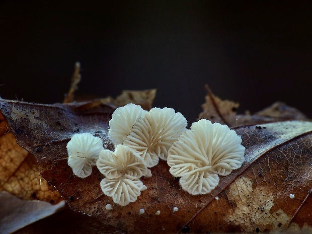 pahliva Crepidotus sp.