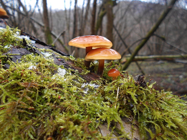 plamienka Flammulina sp.