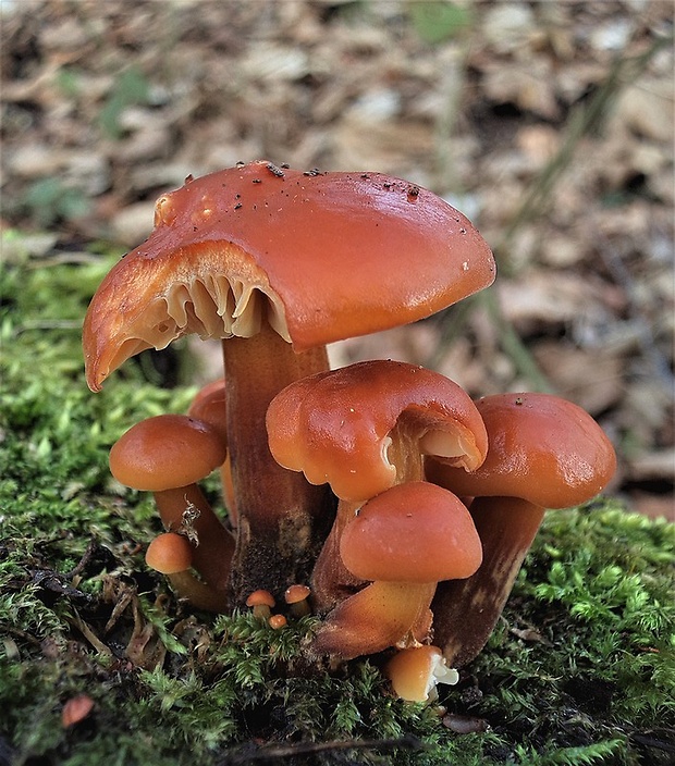 plamienka Flammulina sp.