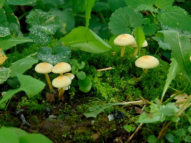 strapcovka drobná Hypholoma subviride (Berk. & M.A. Curtis) Dennis