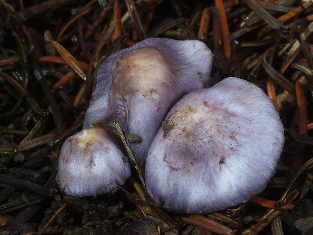 vláknica hlinovolupeňová Inocybe geophylla (Bull.) P. Kumm.